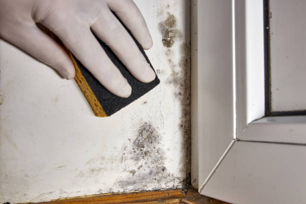 Best Asbestos and Lead Testing During Mold Inspection  in Tyndall, SD