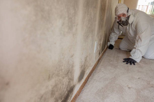 Mold Odor Removal Services in Tyndall, SD